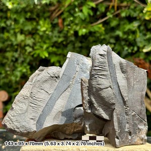 Fossil tree bark – sigillaria scutellata positive & negative with plant leaves – carboniferous coal measures – uk radstock specimen
