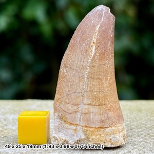 Genuine mosasaur fossil tooth - morocco cretaceous - marine reptile