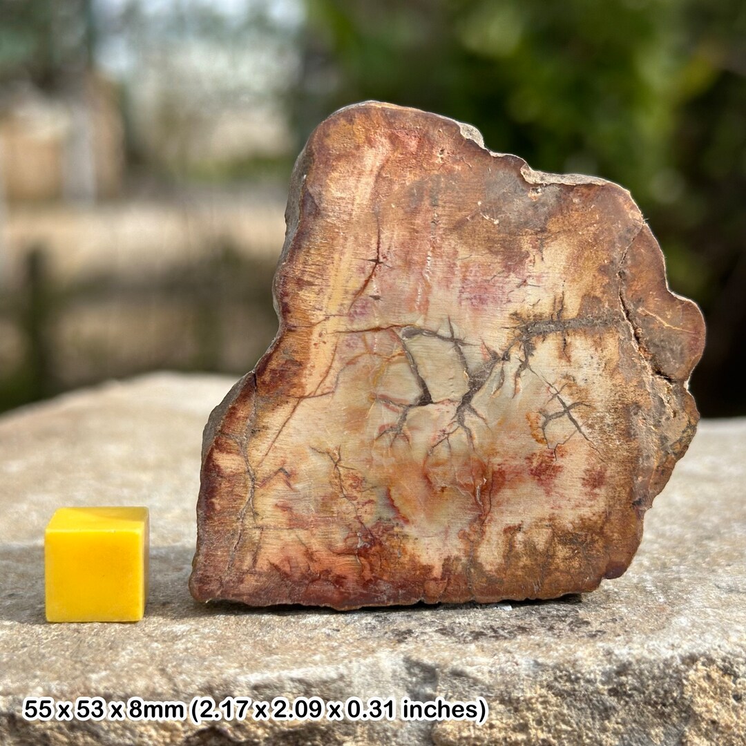 Fossil Monkey Puzzle Tree, Araucaria Slice, Triassic, Authentic - Etsy