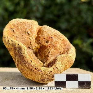 Faringdon sponge fossil - lower cretaceous, faringdon, oxfordshire, uk | 100% genuine specimen + coa