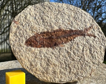 Fossil fish gift in matrix eocene genuine uk seller