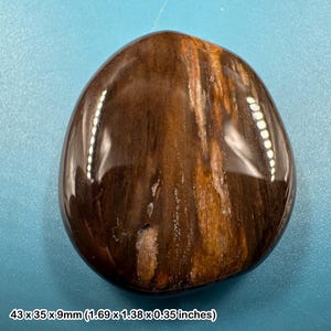 Bois fossile, pierre de palmier, pierre de Madagascar, 40–50 mm véritable bois pétrifié | Spécimen d'arbre fossilisé poli authentique avec coa