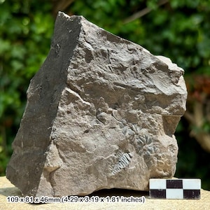 Fossil plant fern – sphenophyllum cuneifolium & polymorphopteris polymorpha – carboniferous coal measures – uk radstock specimen