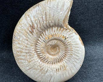巨大な化石アンモナイト、半分にカットされ磨かれた本物のギフト