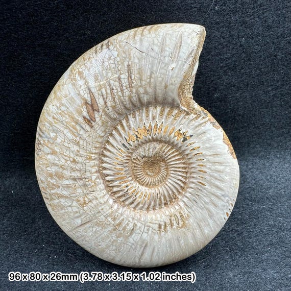美しい化石アンモナイト、マダガスカルジュラ紀、本物、認定済み