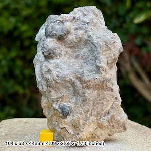 May include: A fossil rock with embedded ammonite shells. The rock is a light grey colour with dark grey and black fossil imprints. The rock measures 10.4 x 6.8 x 4.4 cm.
