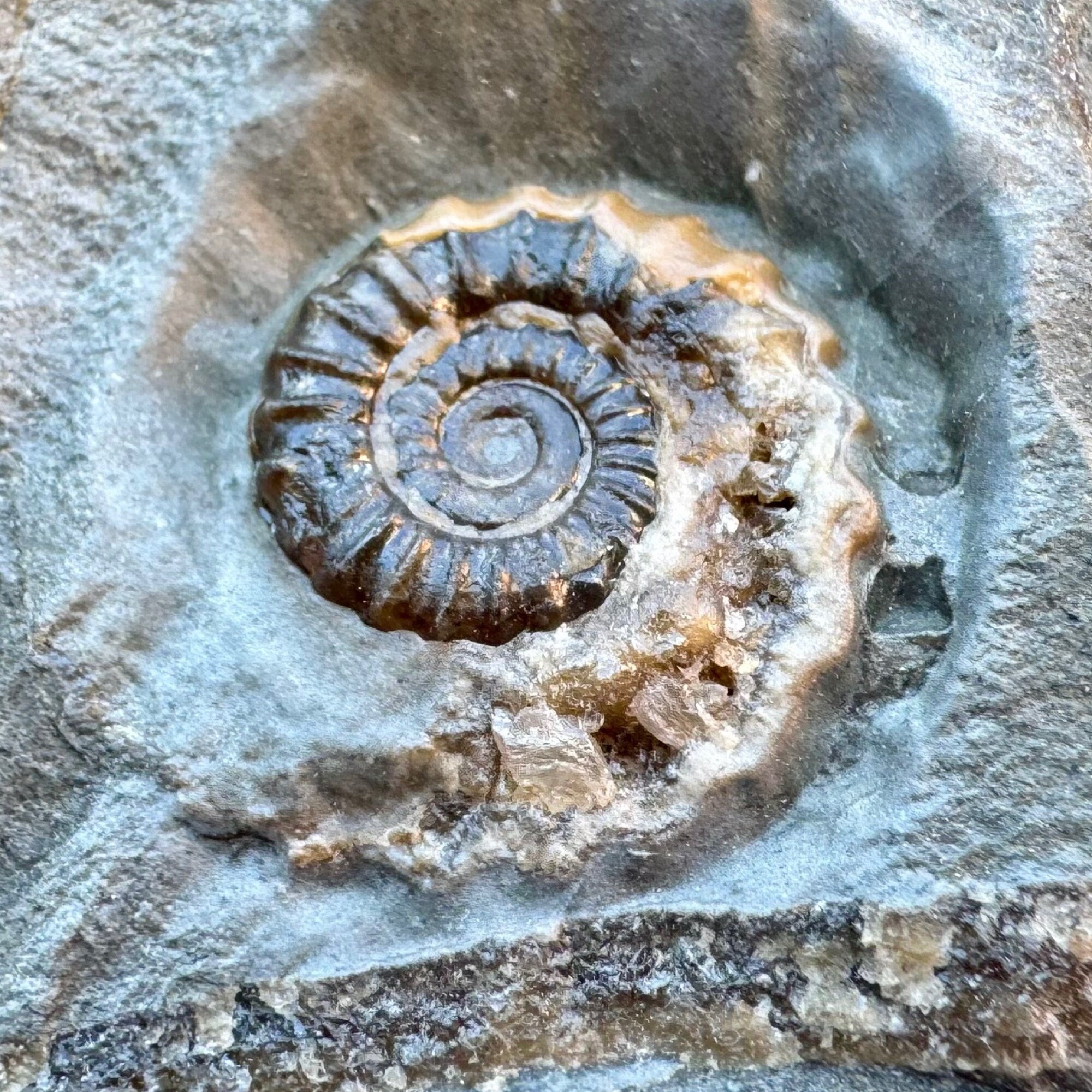 化石のペーパーウェイト SS-PW-72x72] クリスタル・ペーパーウエイト（多面カット・スクエアー形）