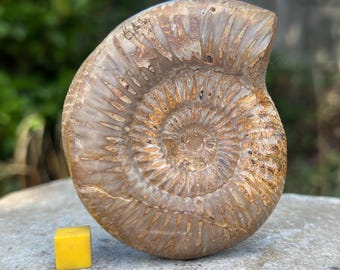 Rare perisphinctes ammonite fossil, lower jurassic, madagascar | authentic prehistoric cephalopod with certificate