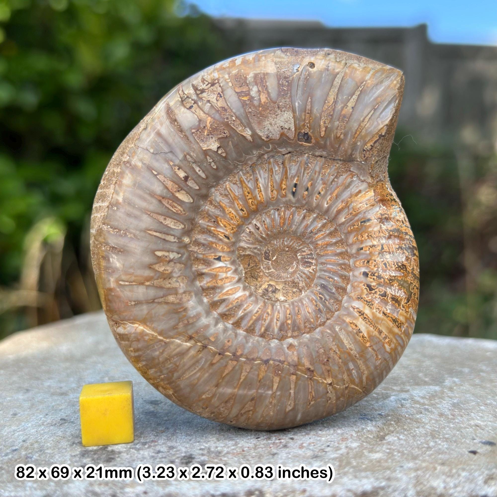 アンモナイト化石 16cm(287) 希少なペリスフィンクテスアンモナイトの化石、ジュラ紀前期