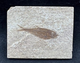 Knightia alta fossil fish in matrix – genuine eocene fish fossil from usa – with certificate of authenticity