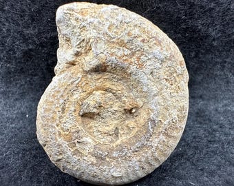 Fósil de ammonite jurásico de Somerset, auténtico ejemplar británico procedente de Somerset, Reino Unido, con certificado.