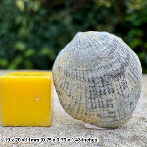 Braquiópodo fósil Atrypa reticularis, nido de reyezuelos silúricos de piedra caliza de Wenlock, Dudley, Reino Unido, ejemplar auténtico.