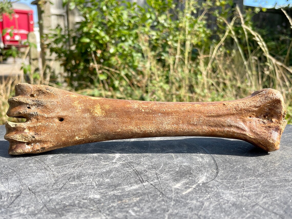 Fossil Bison Leg Bone 100 Genuine Specimen Jurassic UK Etsy