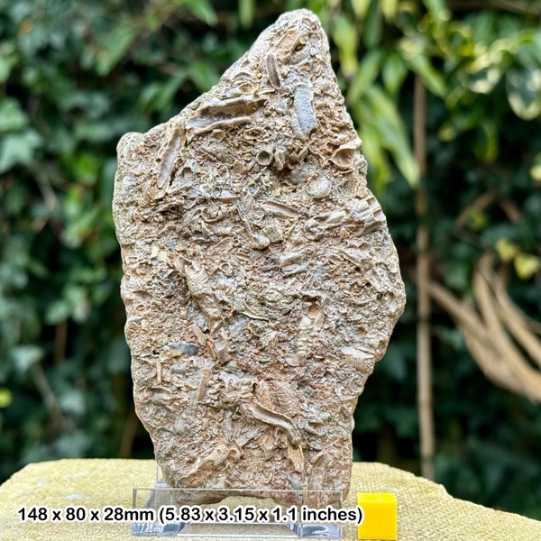Unique jurassic fossil worm tube rock from oxford clay, uk - stand & coa included