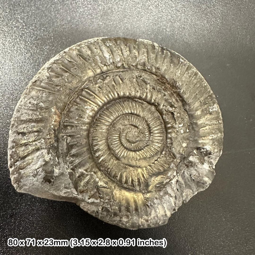 ダクティリオセラス・コミューンアンモナイト化石、英国産ジュラ紀真正