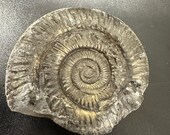 ジュラ紀　前期　アンモナイト　ダクティリオセラス　超特大　88mm ジュラ紀 前期 アンモナイト ダクティリオセラス 超特大 88mm