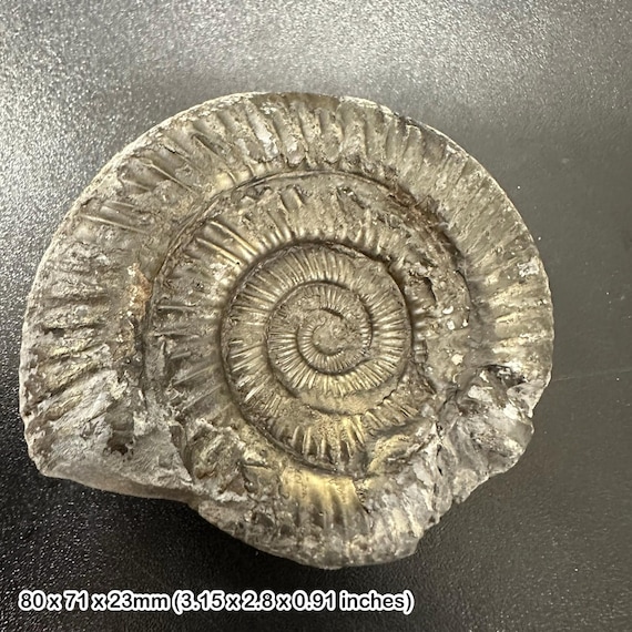 ダクティリオセラス・コミューンアンモナイト化石、英国産ジュラ紀真正