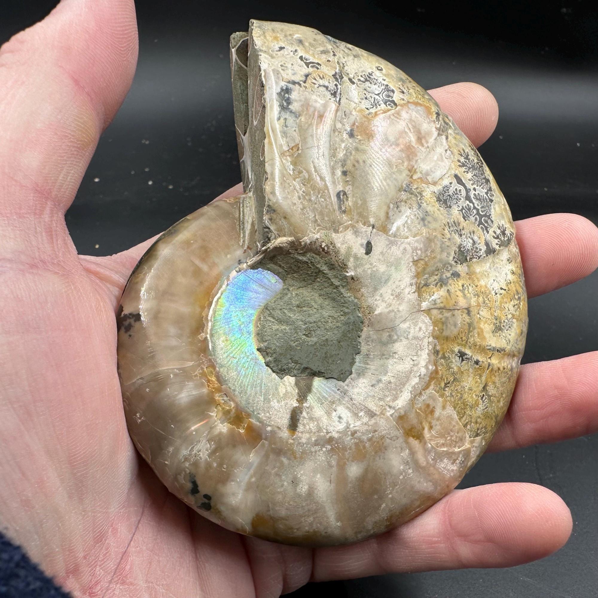 化石アンモナイト 化石ペア 研磨済み 100% 本物標本 マダガスカル 白