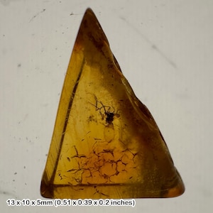 Baltic amber with aedes inclusion – eocene insect fossil in natural resin – authentic prehistoric specimen – grade c fossil amber