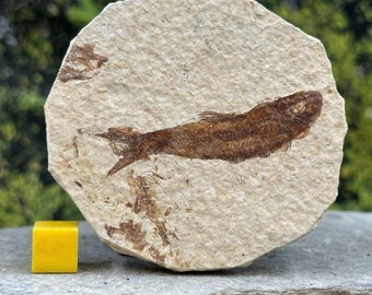 Fossil fish gift in matrix eocene genuine uk seller