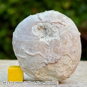 Holaster fossil echinoid cretaceous upper greensand ventnor isle of wight england authentic specimen with certificate of authenticity