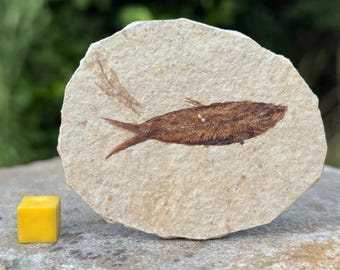 Eocene fossil fish in matrix from usa – genuine prehistoric specimen with certificate of authenticity
