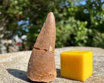 Mosasaur tooth fossil, genuine morocco cretaceous specimen, certificated