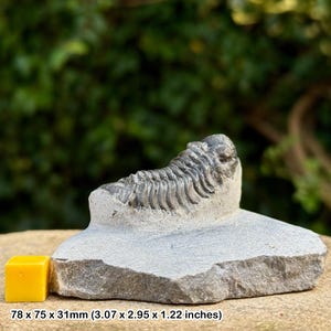 Fossile di trilobite Phacops / formazione taboumakhlouf devoniano Marocco / esemplare autentico + certificato di autenticità