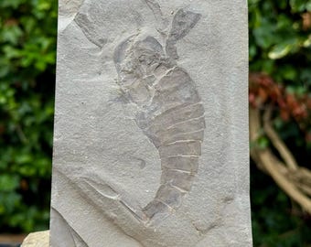 Rare Eurypterid Fossil – Eurypterus Remipes Silurian Sea