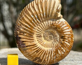 Fossilized ammonite marine cephalopod prehistoric sea creature jurassic uk seller