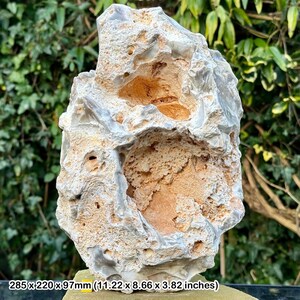Fossil sponge in flint, grey chalk subgroup, cretaceous, white nothe, dorset, uk - genuine