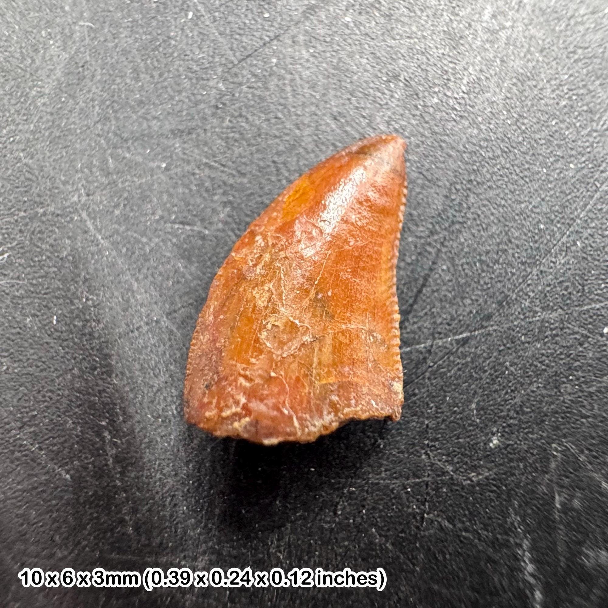 Kem Kem Fossils - Etsy