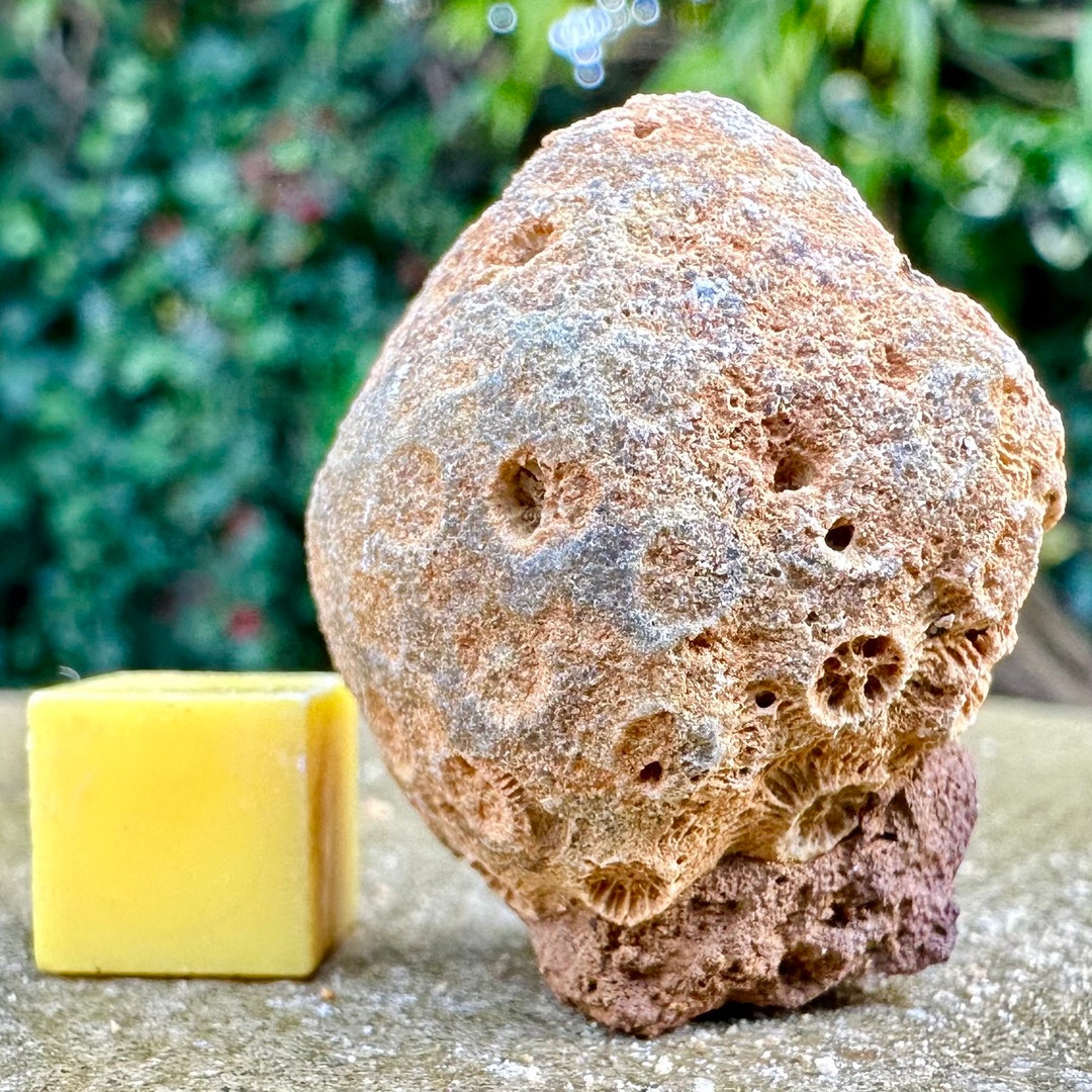 Jurassic Coral Fossil From Wiltshire UK Genuine Fossils for Etsy