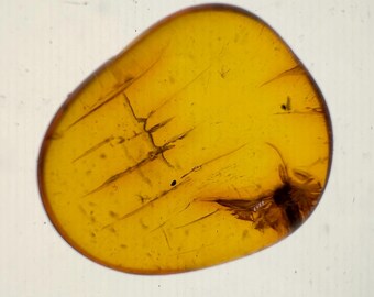 激レア！！羽毛入りビルマ琥珀 ビルマ産琥珀10個セット、すべて希少な羽毛化石を内包 - Etsy 日本