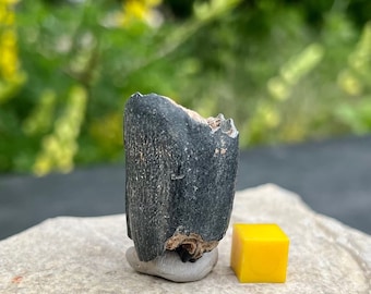 Fossilised bison tooth - pleistocene british ice age fossil