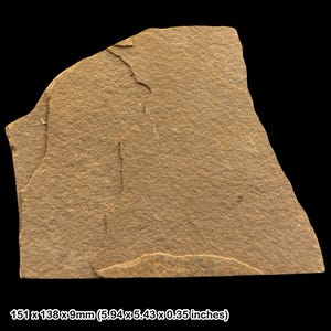 May include: A tan-coloured stone slab with an irregular shape. The stone measures 151 x 138 x 9mm (5.94 x 5.43 x 0.35 inches) and has a textured surface. The background is black.