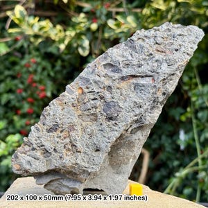 Fossil fish, shark, reptile bone & coprolite bed | upper triassic | genuine specimen | cert. of authenticity
