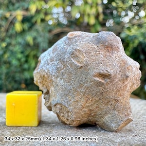 May include: A brown, irregularly shaped rock with a rough, textured surface. The rock is about 3.3 inches wide and 1 inch tall. It is sitting on a gray surface next to a yellow cube.