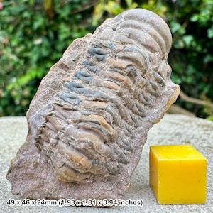 Rare symphysurus palpebrosus trilobite fossil - wheeler formation, middle cambrian: utah, usa - authentic with coa