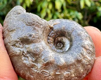 台付アンモナイト ヴァスコセラス 化石 鉱石 希少 インテリア 台付