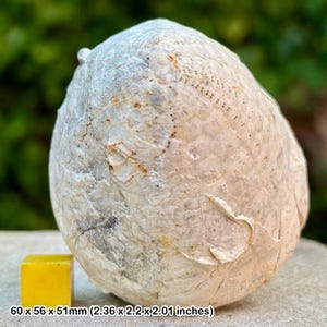 May include: A large, weathered, off-white fossil with a rough, textured surface. The fossil has a rounded shape with small, dark dot patterns. A small, yellow cube is next to the fossil. The text on the image reads: 60 x 56 x 51mm (2.36 x 2.2 x 2.01 inches).