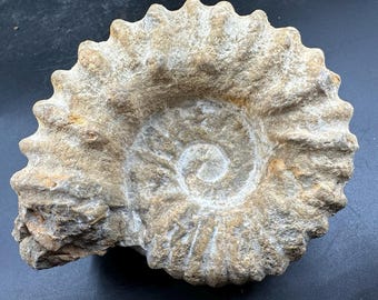 モロッコで発見された白亜紀のマンテリセラスアンモナイト化石標本