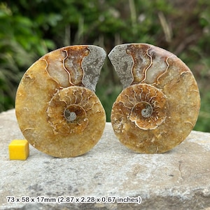 Authentische versteinerte Meereskreatur, Ammonit Fossil Paar - Geschenk Display Sammlerstück, zertifiziert