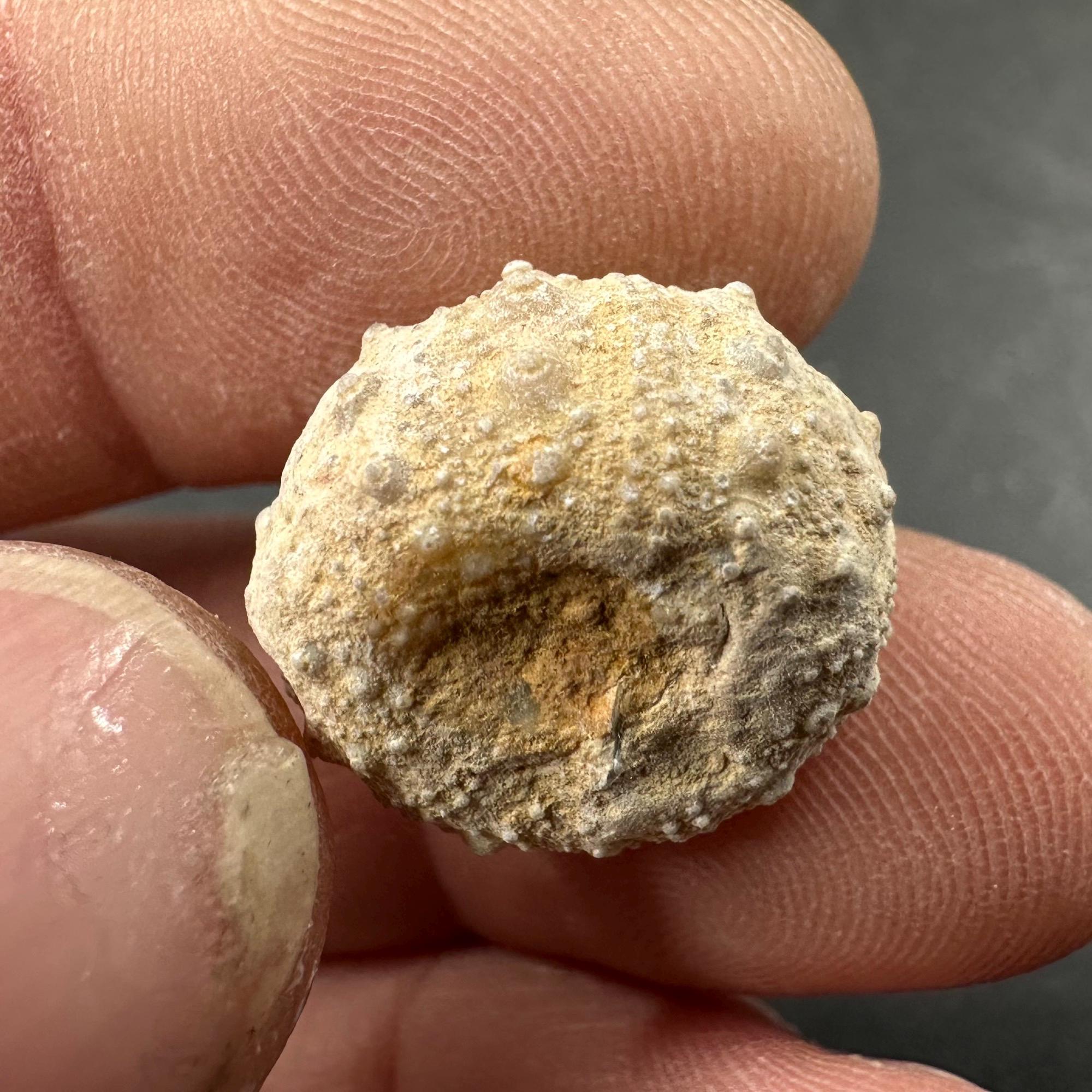 シダリスウニの化石 ジュラ紀 モロッコ産 本物のウニ類標本 コレクター