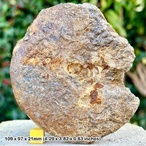 Fossil leioceras opalinum, burton bradstock, jurassic coast, dorset uk