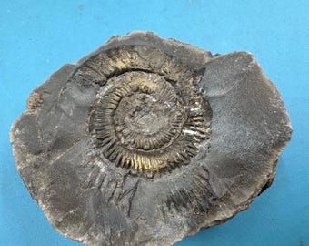 ダクティリオセラス・コムネ（Dactylioceras commune）化石