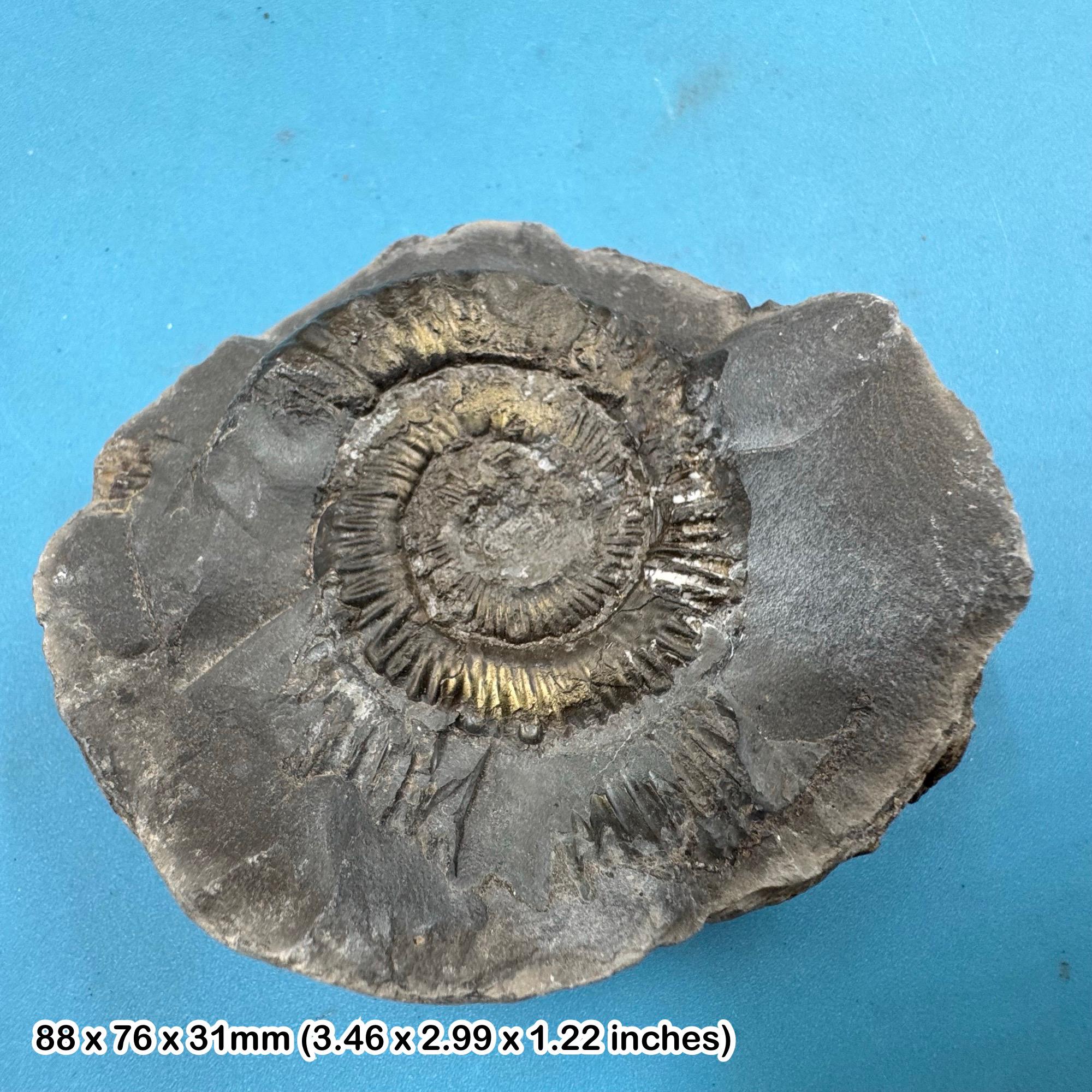Dactylioceras - Etsy 日本