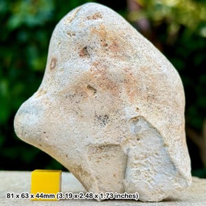 Herramienta cortadora de homo erectus extremadamente rara - 700.000-900.000 años de antigüedad - Wimeraux, Paso de Calais, Francia + COA!