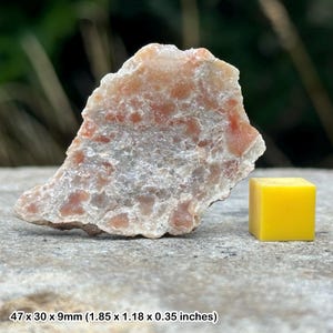 Coprolito fósil de dinosaurio: excremento fosilizado auténtico, pieza de colección única.