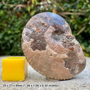 Anahoplites planus fossil ammonite cretaceous folkestone uk | gault clay middle albian genuine specimen with certificate